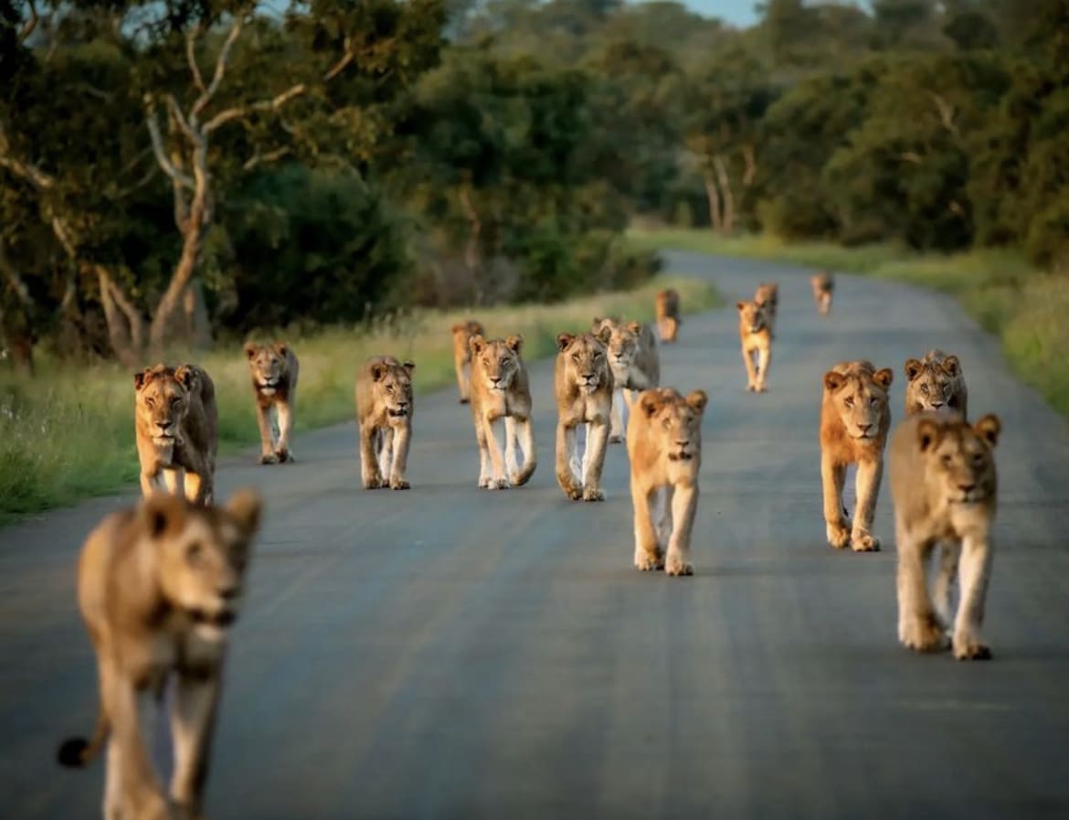 A typical lion sighting in Kruger National Park